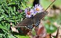 Butterfly on Aster