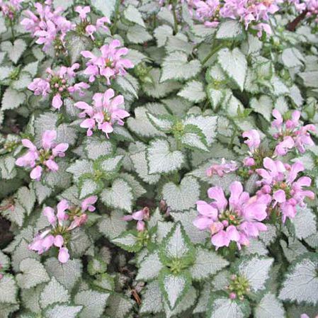 Ground Cover Plants - Winter Greenhouse