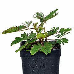 <b>Mimosa pudica</b>, <b><i>Fairy Sensitive Plant</i></b>