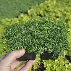 <b>Sagina subulata, Irish Moss Ground Cover</b>