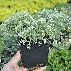 <b>Artemisia schmidtiana</b>, <b><i>Silver Mound</i></b>