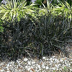 <b>Ophiopogon nigrescens</b>, <b><i>Black Mondo Grass</i></b>