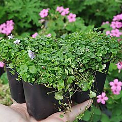 <b>Cymbalaria aequitriloba, Mini Kenilworth Ivy, Ground Cover</b>