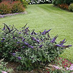 Buddleia Pugster Blue®, Butterfly Bush, Butterfly Bush