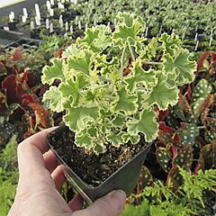 <b>Pelargonium Geranium Prince Rupert Variegated</b>, <b><i>Scented Geranium</i></b>