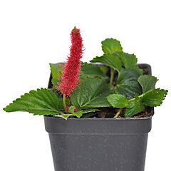 <b>Acalypha hispida</b>, Chenille, <b><i>Chenille Plant, Monkey Tail, Red Hot Cat's Tail, Foxtail</i></b>