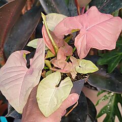 <b>Syngonium podophyllum</b>, Neon Robusta, <b><i>Arrowhead Plant</i></b>