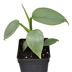 <b>Philodendron hastatum</b>, Silver Sword, <b><i>Silver Sword Philodendron</i></b>