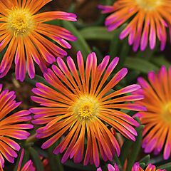 <b>Delosperma hybrid</b>, Ocean Sunset Orange Glow, <b><i>Ice Plant</i></b>