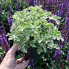 <b>Pelargonium graveolens</b>, Grey Lady Plymouth, <b><i>Scented Geranium</i></b>