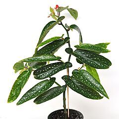 <b>Begonia maculata Tamaya</b>, <b><i>Bamboo Cane Begonia</i></b>