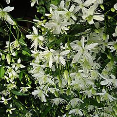 <b>Clematis terniflora 'Paniculata'</b>, Sweet Autumn, <b><i>Clematis</i></b>