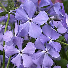 <b>Phlox divaricata</b>, Blue Moon, <b><i>Woodland Phlox</i></b>