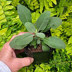 <b>Salvia apiana</b>, <b><i>White California Sage</i></b>