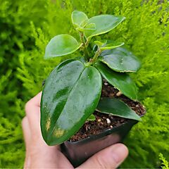 <b>Aeschynanthus obconicus</b>, Mona Lisa, <b><i>Lipstick Plant</i></b>