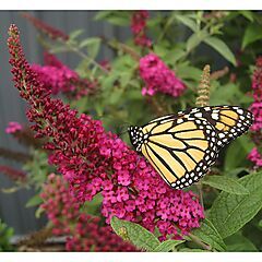 <b>Buddleia x Miss Molly®</b>, <b><i>Butterfly Bush</i></b>