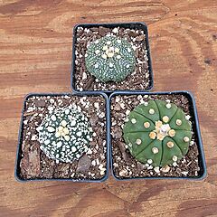 <b>Astrophytum asterias, 3 Plants</b>, <b><i>Sand Dollar Cactus, Sea Urchin Cactus</i></b>