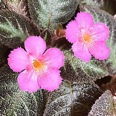 <b>Episcia</b>, Pink Panther, Flame Violet, <b><i>Violet</i></b>