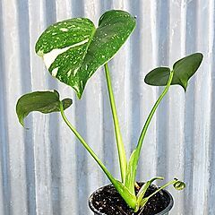 <b>Monstera deliciosa</b>, Thai Constellation, <b><i>Split-Leaf Philodendron</i></b>