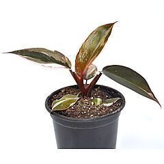 <b>Philodendron Pink Princess Marble</b>