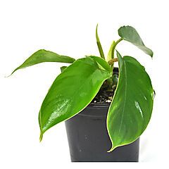 <b>Philodendron squamiferum</b>