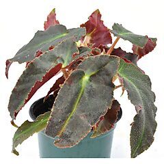 <b>Begonia listada</b>, <b><i>Brazilian Begonia</i></b>