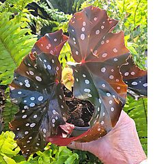 <b>Begonia maculata 'Black Forest'</b>, <b><i>Angelwing Begonia</i></b>