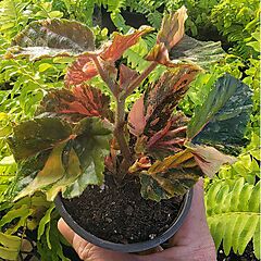 <b>Begonia 'Ginny Galaxy'</b>