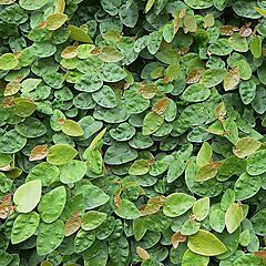 <b>Ficus pumila</b>, <b><i>Creeping Fig vine</i></b>